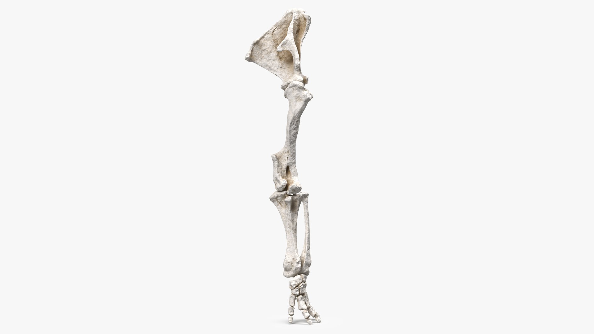 Mammoth Leg Bones 3D model preview