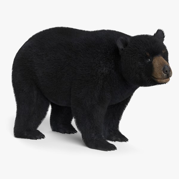 Black Bear Animated 3D