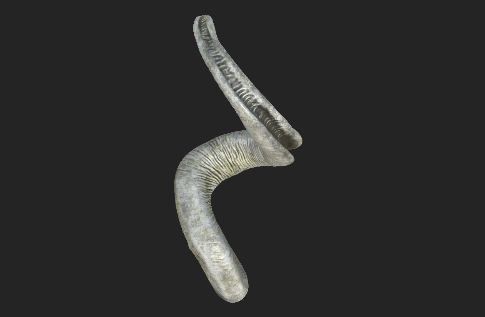 horns screw-horned goat model https://p.turbosquid.com/ts-thumb/pr/PkUU0b/LK8GpHGs/05/jpg/1586168996/1920x1080/fit_q87/e8fac2289b8872a2a8d8ad64bdaeeda671e365d8/05.jpg