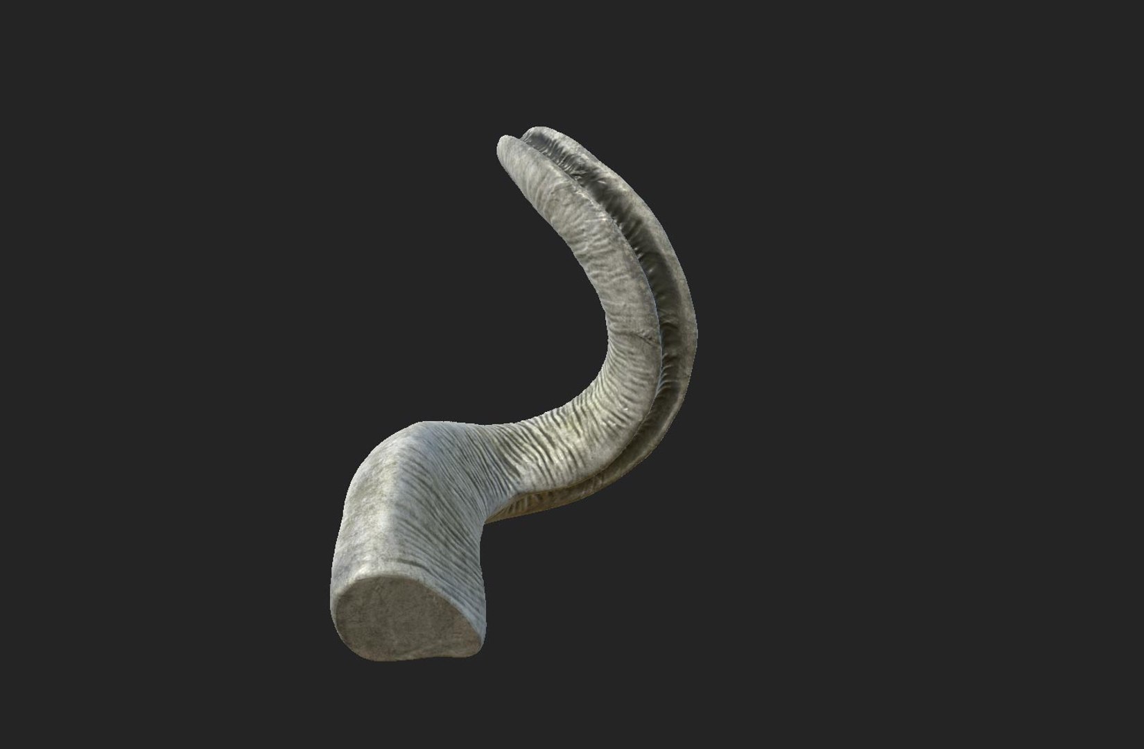 horns screw-horned goat model https://p.turbosquid.com/ts-thumb/pr/PkUU0b/Z43WQKkV/04/jpg/1586168996/1920x1080/fit_q87/285b1b9168c556ad2ffd5d76dcf5b674797dc36a/04.jpg