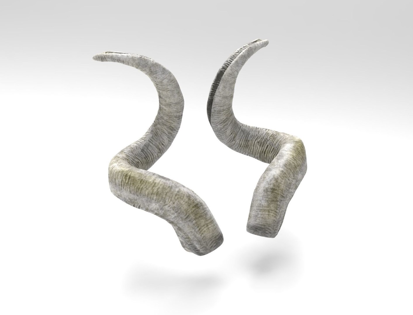 horns screw-horned goat model https://p.turbosquid.com/ts-thumb/pr/PkUU0b/f4Xo7yQ4/hornsofascrewhornedgoat3dmodellowpolymaxobjfbxstl/jpg/1586169003/1920x1080/fit_q87/f6d93e01ca12d782f3663cc3eb4d6bfdb08d4c26/hornsofascrewhornedgoat3dmodellowpolymaxobjfbxstl.jpg