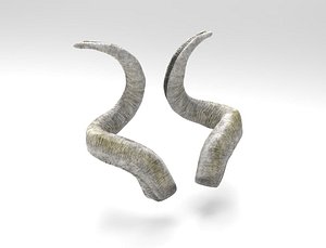 horns screw-horned goat model