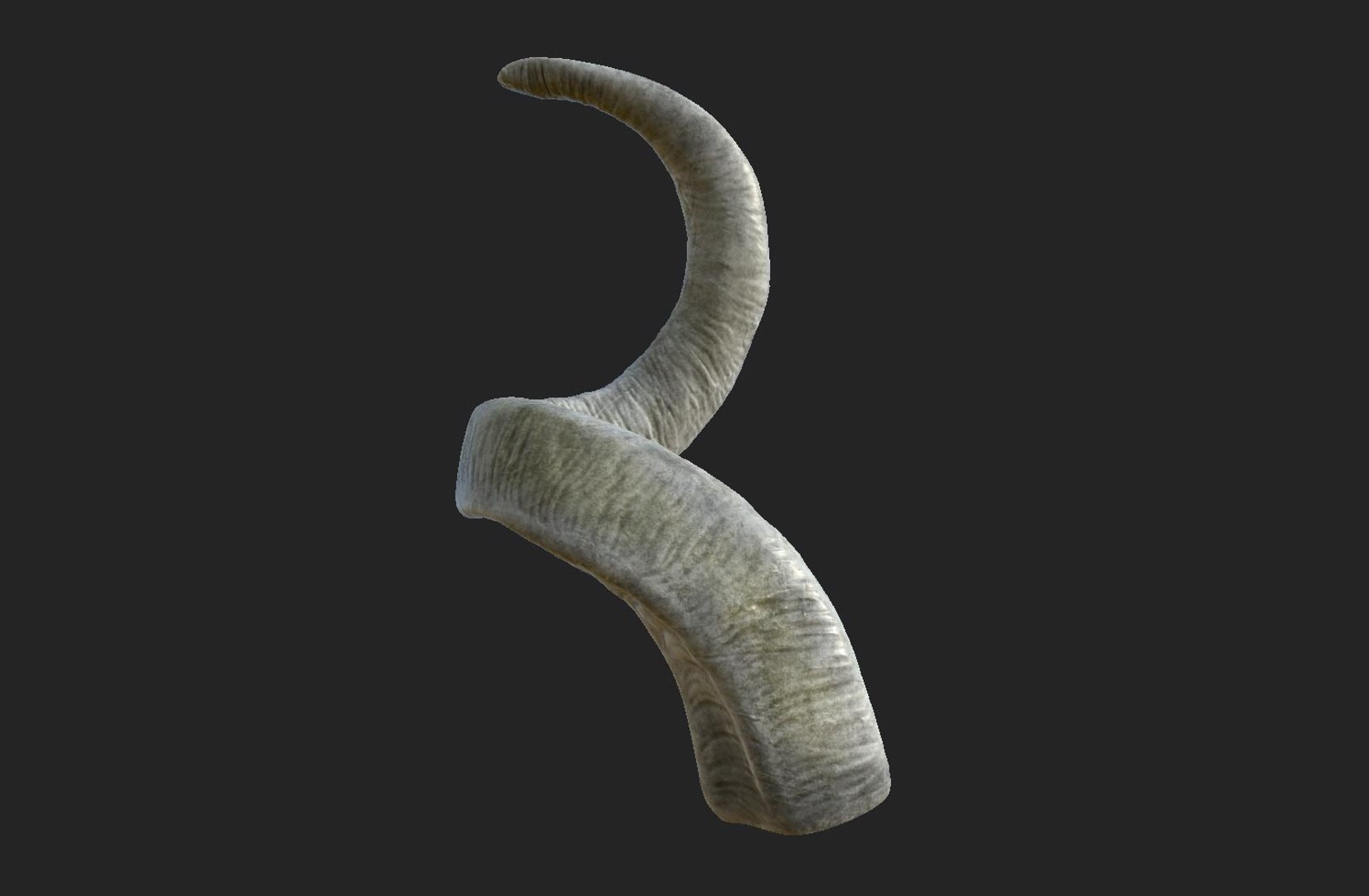 horns screw-horned goat model https://p.turbosquid.com/ts-thumb/pr/PkUU0b/nYTQ9pIC/01/jpg/1586168995/1920x1080/fit_q87/dbc653e72d2f1b8fc9fb9d731c58d184a96ff448/01.jpg