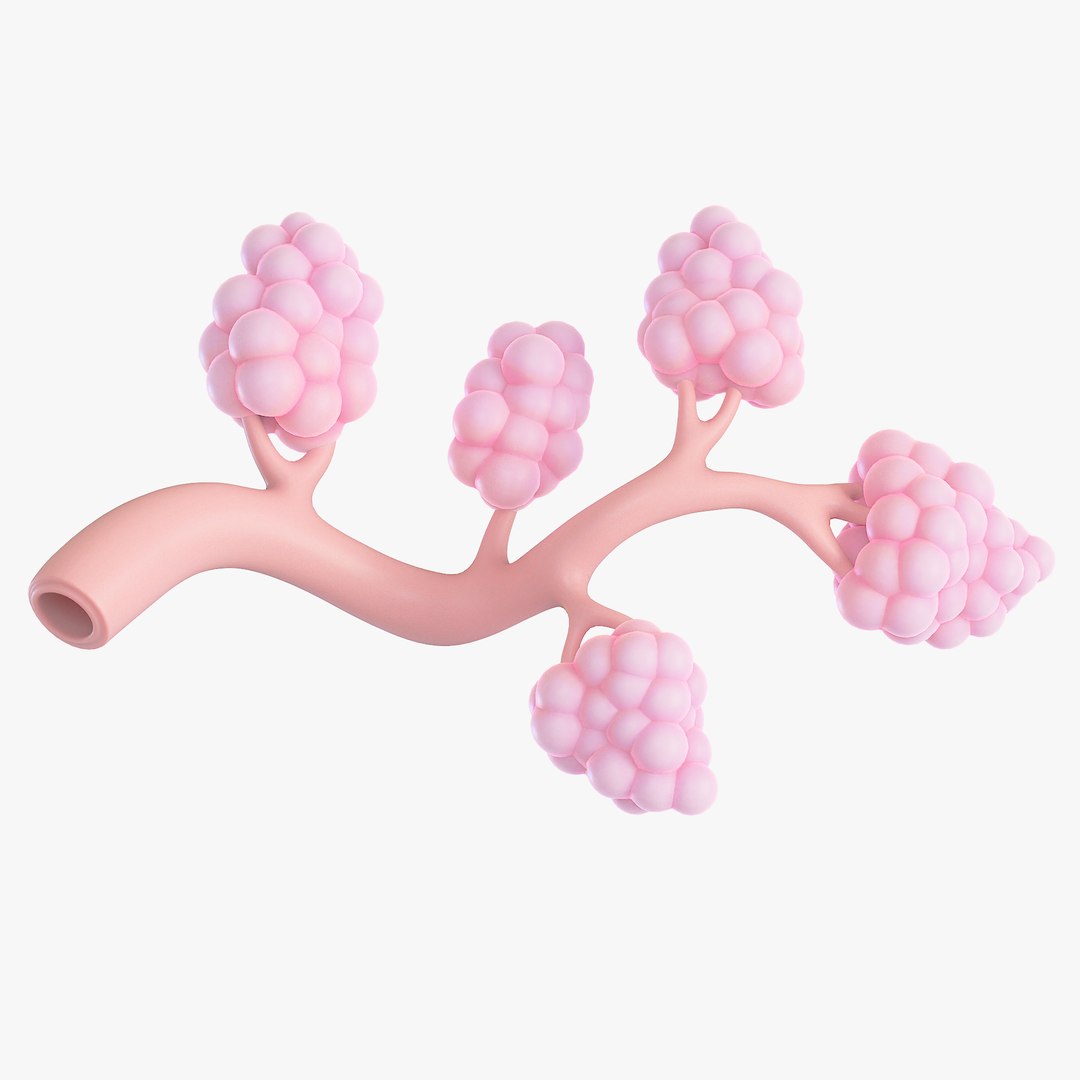 Breast Lactiferous Duct Anatomy model https://p.turbosquid.com/ts-thumb/pr/VfaY7c/8K/4/png/1680886502/1920x1080/fit_q87/9cd70418c399f90247bb694f1a55eaa1f6fa90b6/4.jpg