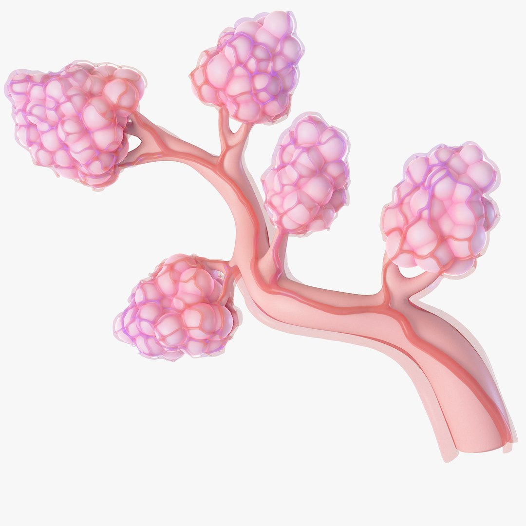 Breast Lactiferous Duct Anatomy model https://p.turbosquid.com/ts-thumb/pr/VfaY7c/CS/11/png/1680886506/1920x1080/fit_q87/b2dc366333fdbb34c02dacfb48d6a3d562c6b74b/11.jpg