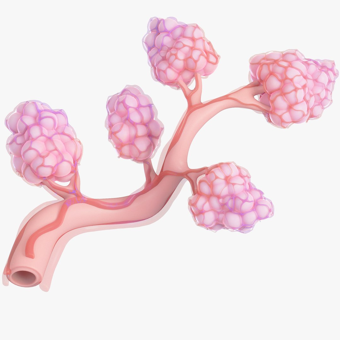 Breast Lactiferous Duct Anatomy model https://p.turbosquid.com/ts-thumb/pr/VfaY7c/Ff/9/png/1680886505/1920x1080/fit_q87/96aaffb7dd938ef1e16dfd9c41d84ed0b137c254/9.jpg