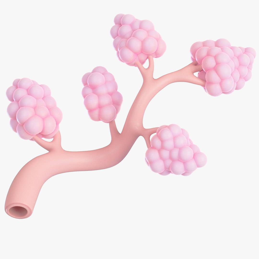 Breast Lactiferous Duct Anatomy Model - TurboSquid 2053319