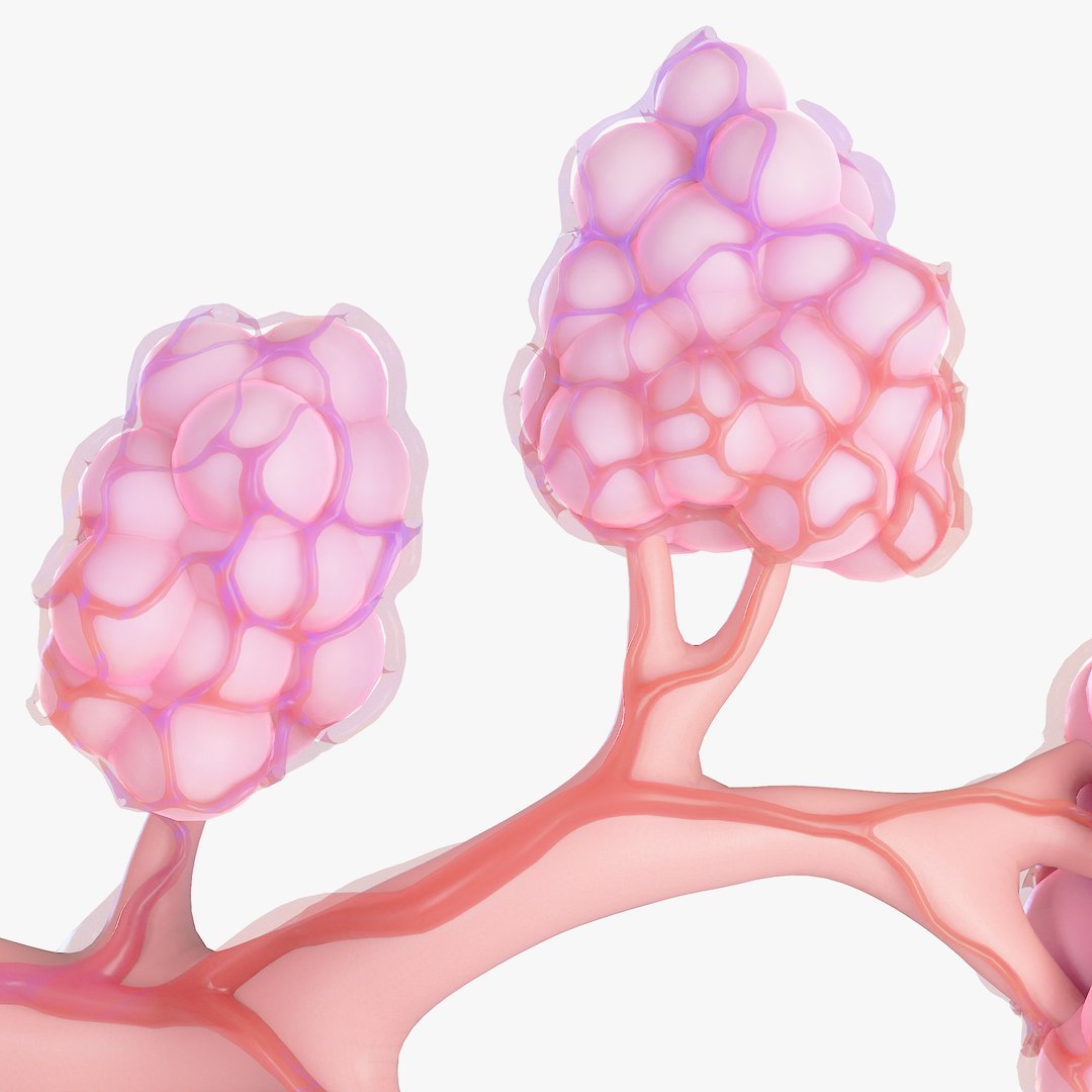 Breast Lactiferous Duct Anatomy model https://p.turbosquid.com/ts-thumb/pr/VfaY7c/MU/13/png/1680886508/1920x1080/fit_q87/7cb936e8361e88e1fcea7ba6784220f480cc8b0f/13.jpg