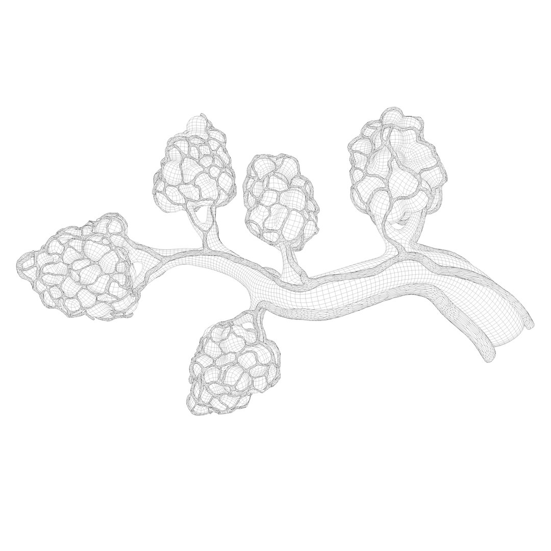 Breast Lactiferous Duct Anatomy model https://p.turbosquid.com/ts-thumb/pr/VfaY7c/OS/wire1/png/1680886508/1920x1080/fit_q87/9a095270b81c4107d45620b49a23401847be7d0e/wire1.jpg
