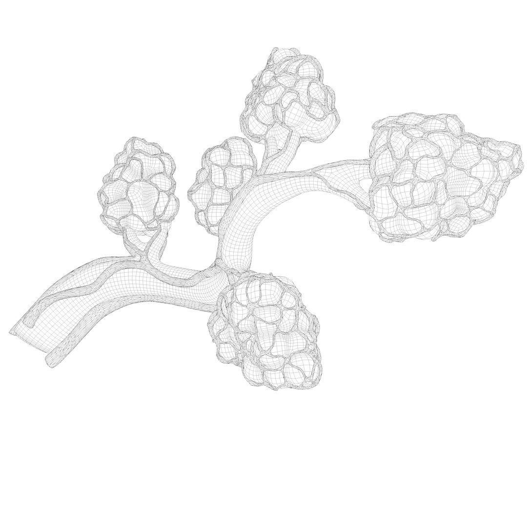 Breast Lactiferous Duct Anatomy model https://p.turbosquid.com/ts-thumb/pr/VfaY7c/XF/wire2/png/1680886508/1920x1080/fit_q87/461db04ef762166cd1d2ae09e6aa0fbfd35022e1/wire2.jpg