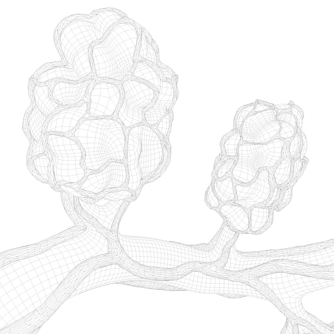 Breast Lactiferous Duct Anatomy model https://p.turbosquid.com/ts-thumb/pr/VfaY7c/mR/wire4/png/1680886510/1920x1080/fit_q87/81f7ccfdcb9701720b5678ea9b93372bcfc1c962/wire4.jpg