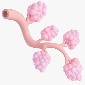 Breast Lactiferous Duct Anatomy