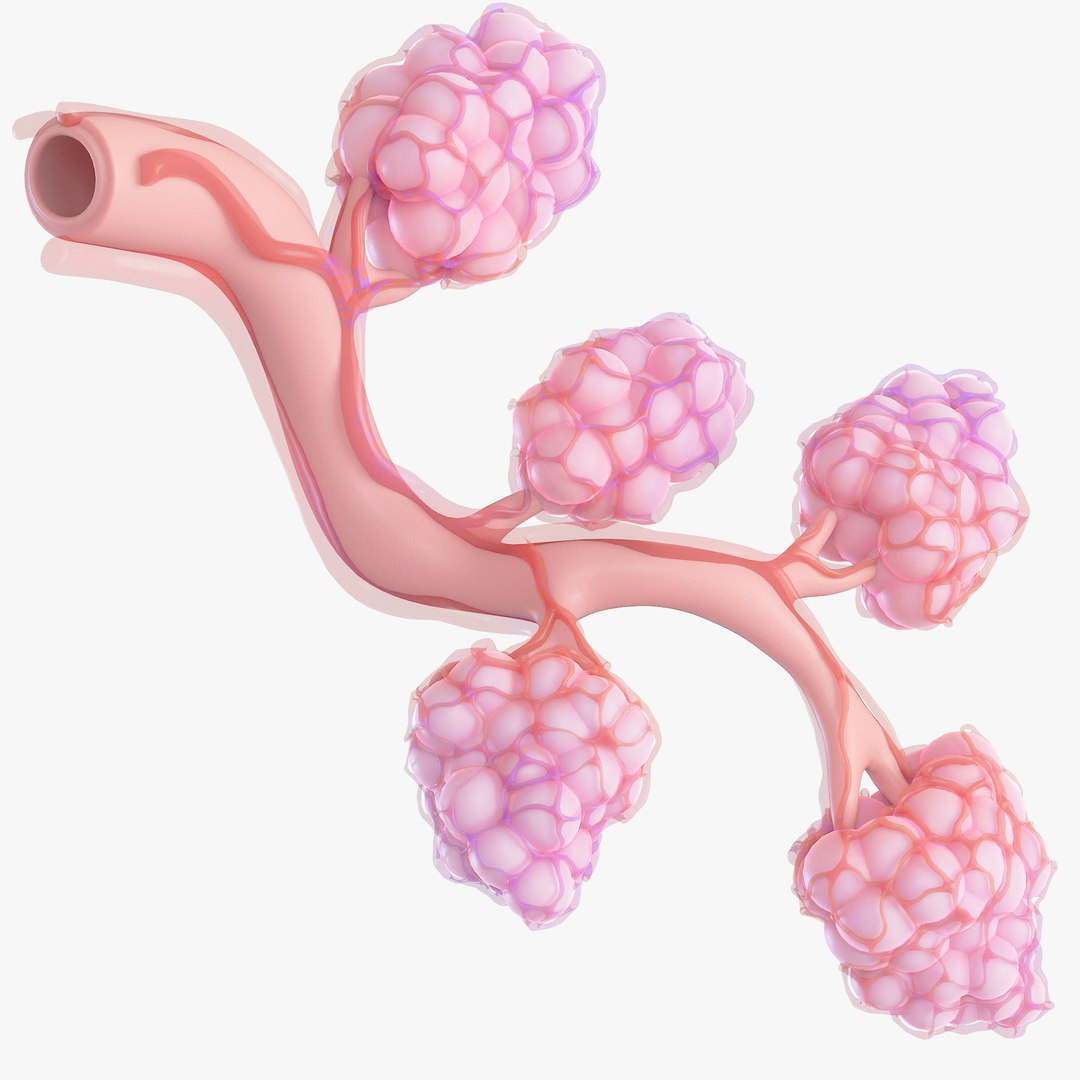 Breast Lactiferous Duct Anatomy Model - TurboSquid 2053319