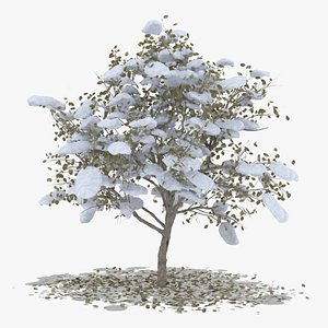 3D pear winter hight model