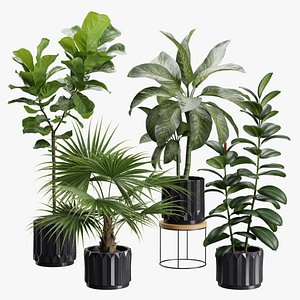 3D Indoor Plants Pack 45 model