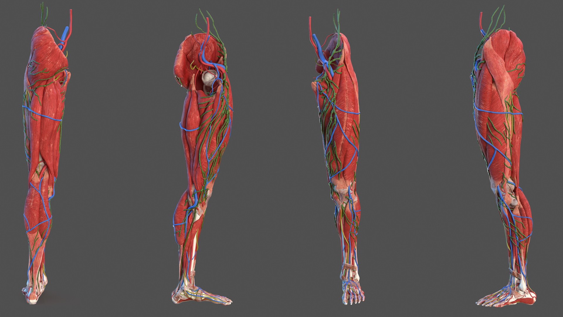 3d Model Male Leg Anatomy - Turbosquid 1465414