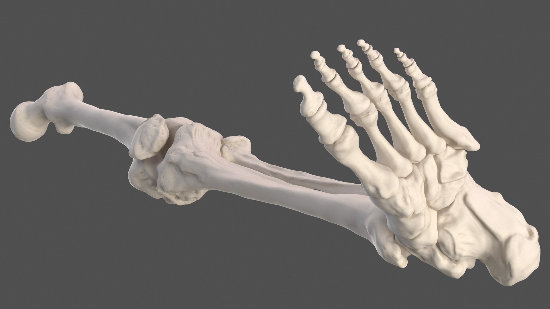 3D model male leg anatomy - TurboSquid 1465414