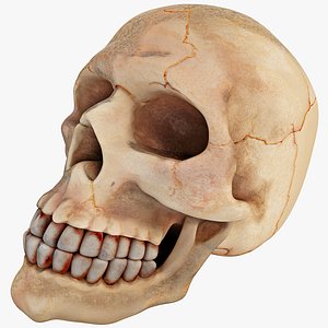Aquarium Skull