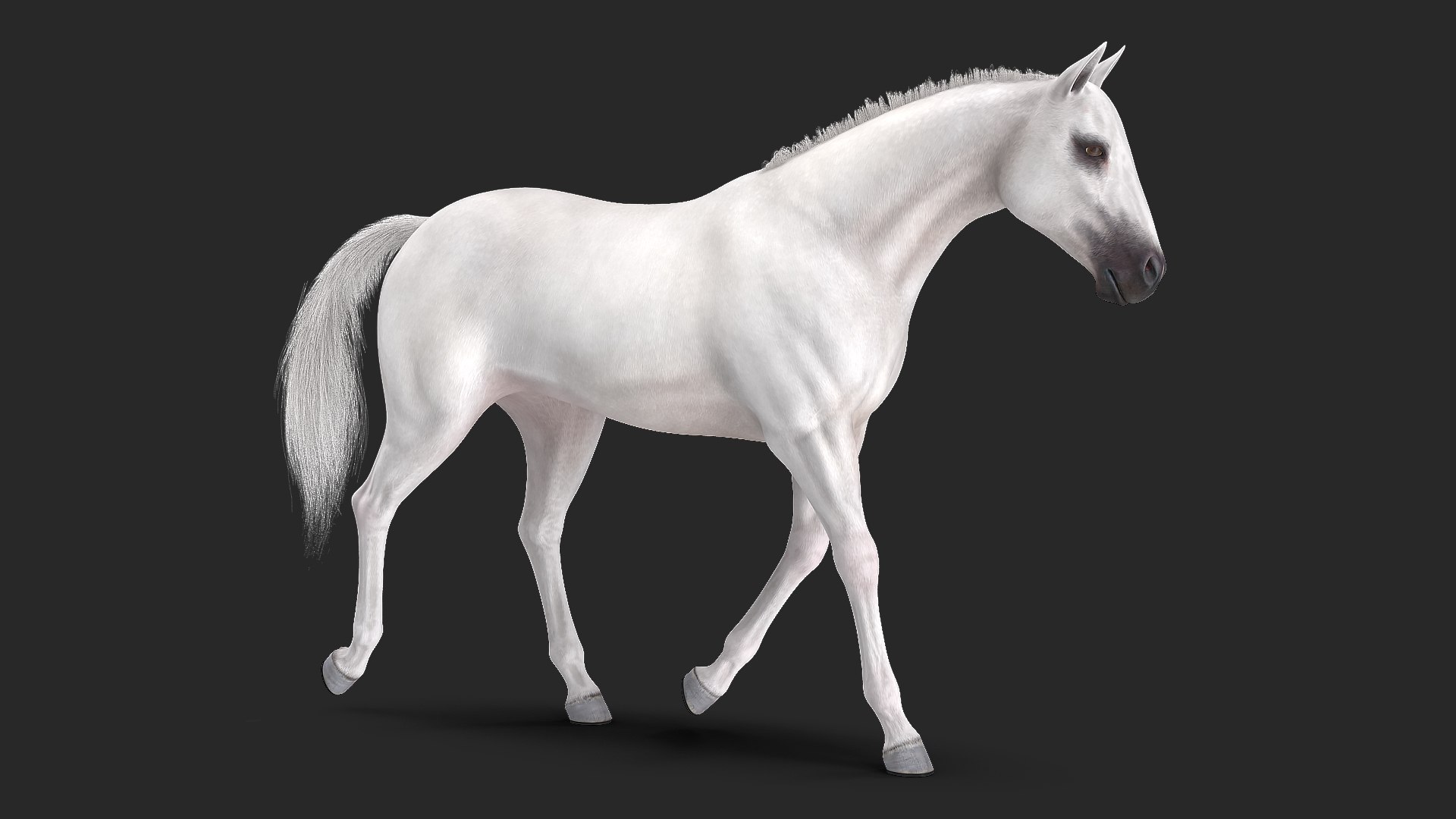 White Horse Gait Fur 3D model preview