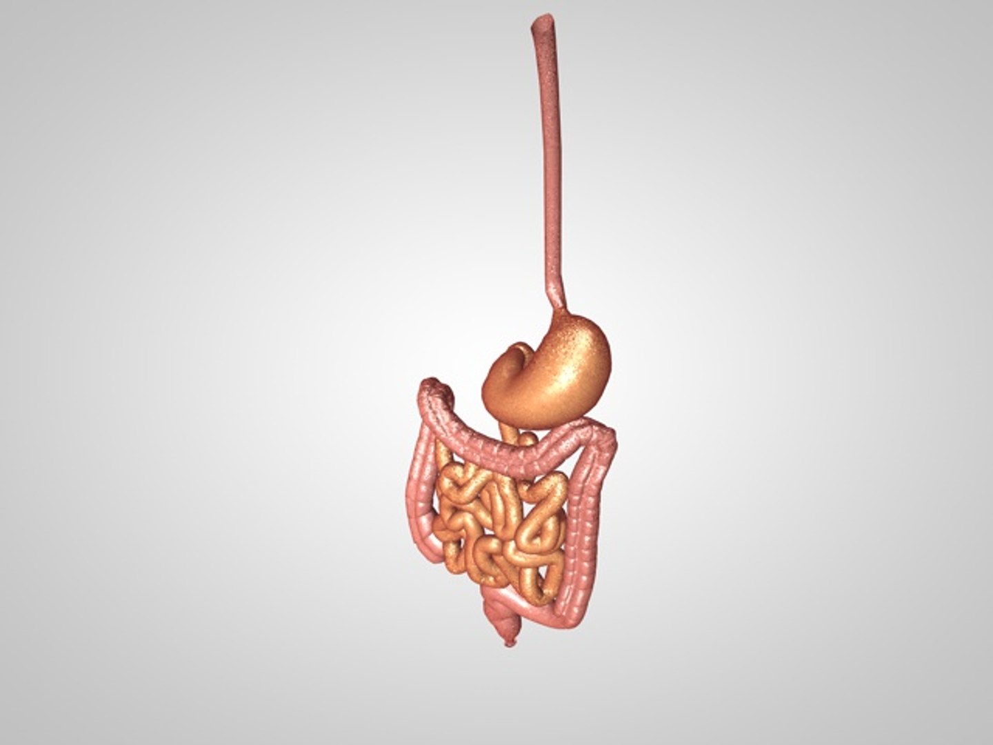 intestinal esophegus stomach model https://p.turbosquid.com/ts-thumb/pr/uh1aLA/8Bf1sxbb/gut02_0000/jpg/1501099303/1920x1080/fit_q87/ecc2cfac5171a1cbc8e589017fc1831a68e4b777/gut02_0000.jpg