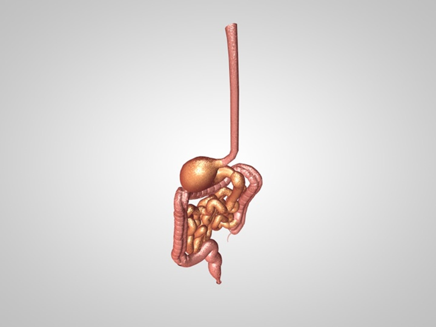 intestinal esophegus stomach model https://p.turbosquid.com/ts-thumb/pr/uh1aLA/UwepGI7e/gut05/jpg/1501099330/1920x1080/fit_q87/92c6a6e286d499134c141962078c664223cda45d/gut05.jpg