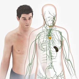 3D model Human lymphatic system