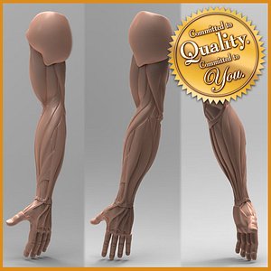 人間の足の解剖学3Dモデル - TurboSquid 614059