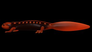 tylototriton newt thailand obj