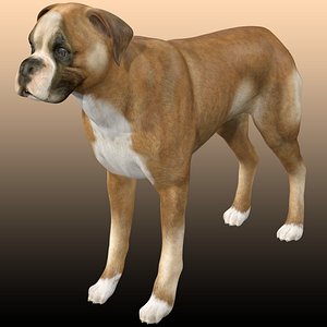 Boxer Dog Rigged model