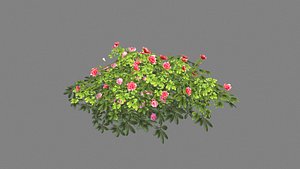 Cartoon rose bushes model