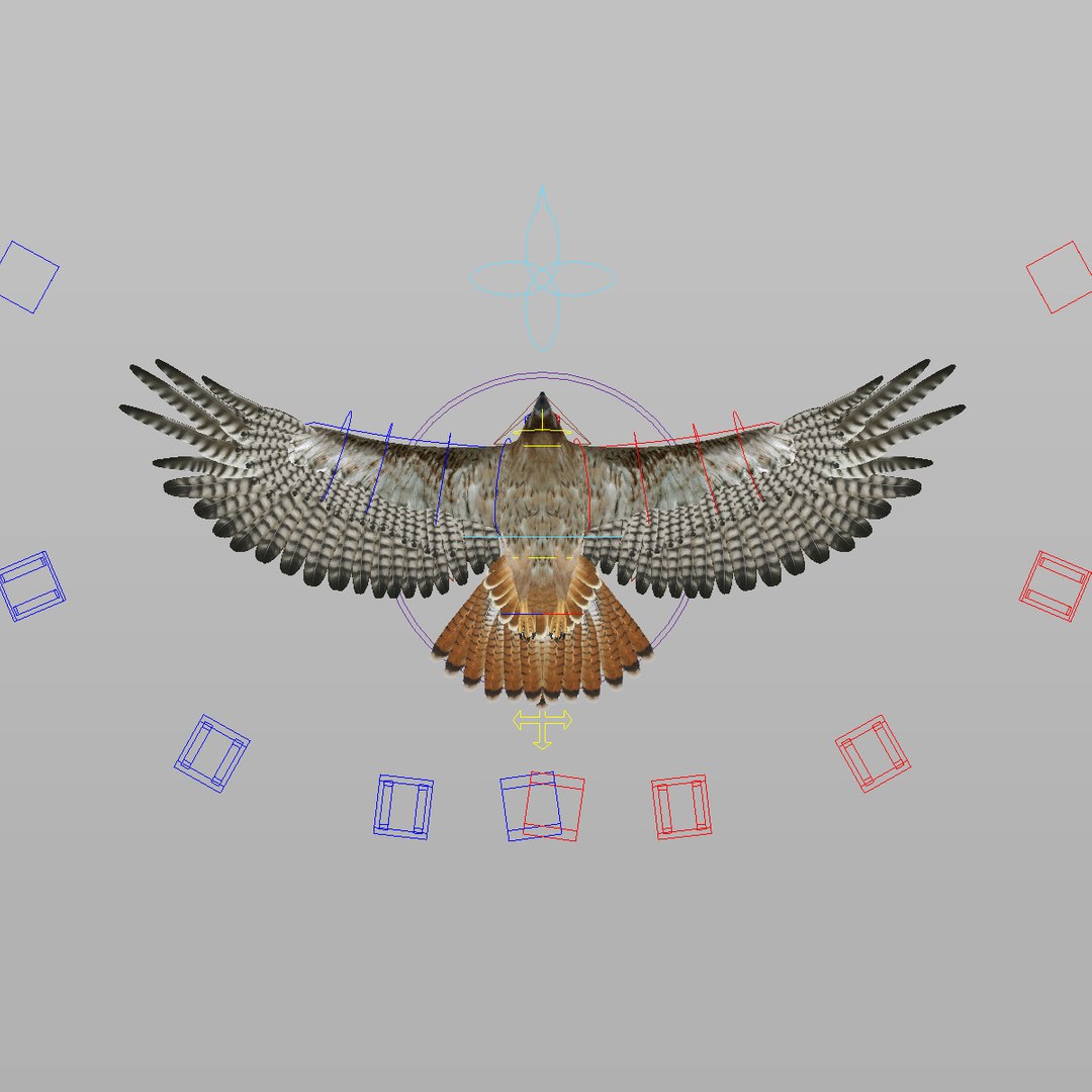 3d Model Hawk Rigged Animator