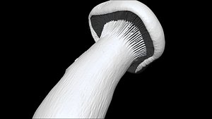 eringi mushroom 2  3D CT scan model decimate 80 percent model