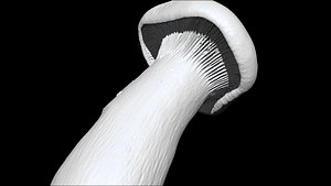 eringi mushroom 2 3D CT scan model decimate 80 percent