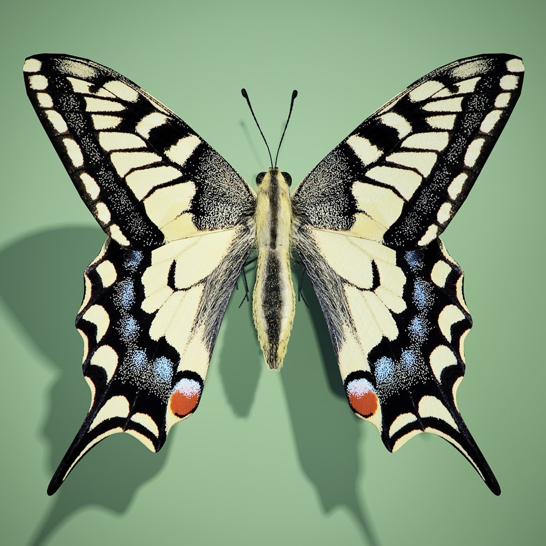 swallowtail max8 3d model https://p.turbosquid.com/ts-thumb/ps/Qjiizr/McX1KoDY/render_butterfly_swallowtail_1/jpg/1310930248/1920x1080/fit_q87/4a9e293bd88d14d5ab43b1f87a06d0ea59b078b8/render_butterfly_swallowtail_1.jpg