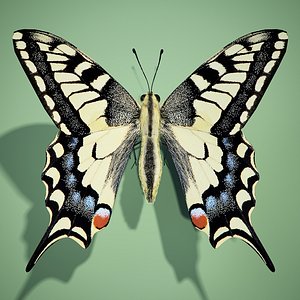 Butterfly swallowtail(1)
