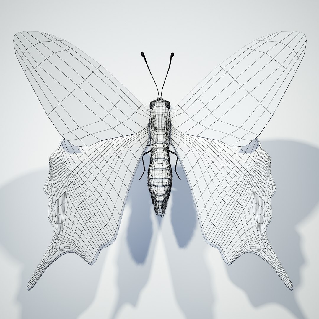 swallowtail max8 3d model https://p.turbosquid.com/ts-thumb/ps/Qjiizr/bgjXSUx6/render_butterfly_swallowtail_mesh_with_meshsmooth/jpg/1310930249/1920x1080/fit_q87/402fac407e7b159e0b2c63036b7b3926c0039abd/render_butterfly_swallowtail_mesh_with_meshsmooth.jpg