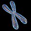 chromosome 3d model