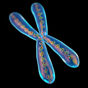 chromosome 3d model