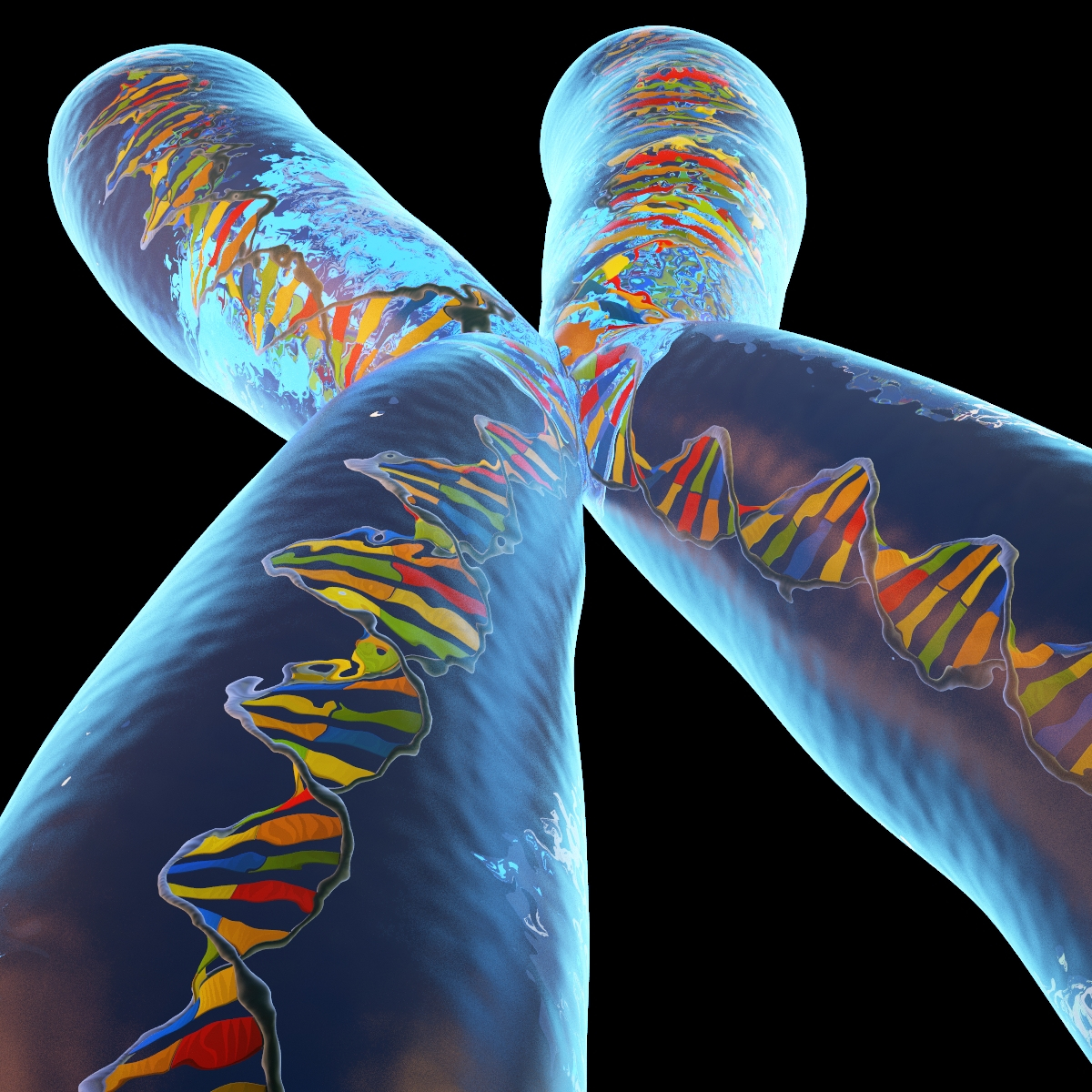 chromosome 3d model