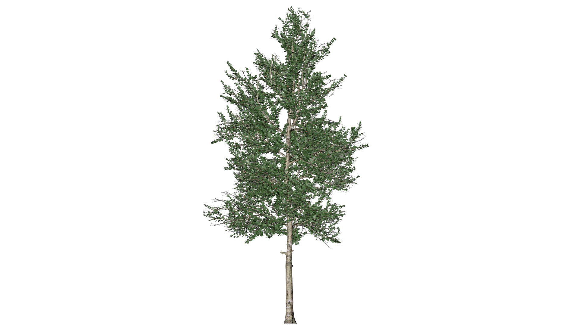 3D Carolina Buckthorn Shrub - 05 - https://p.turbosquid.com/ts-thumb/ps/aI0WYc/cP/cb_53/png/1741698844/1920x1080/fit_q87/fcc8907e8e4ffa91542de89502e5cb15b5c19519/cb_53.jpg