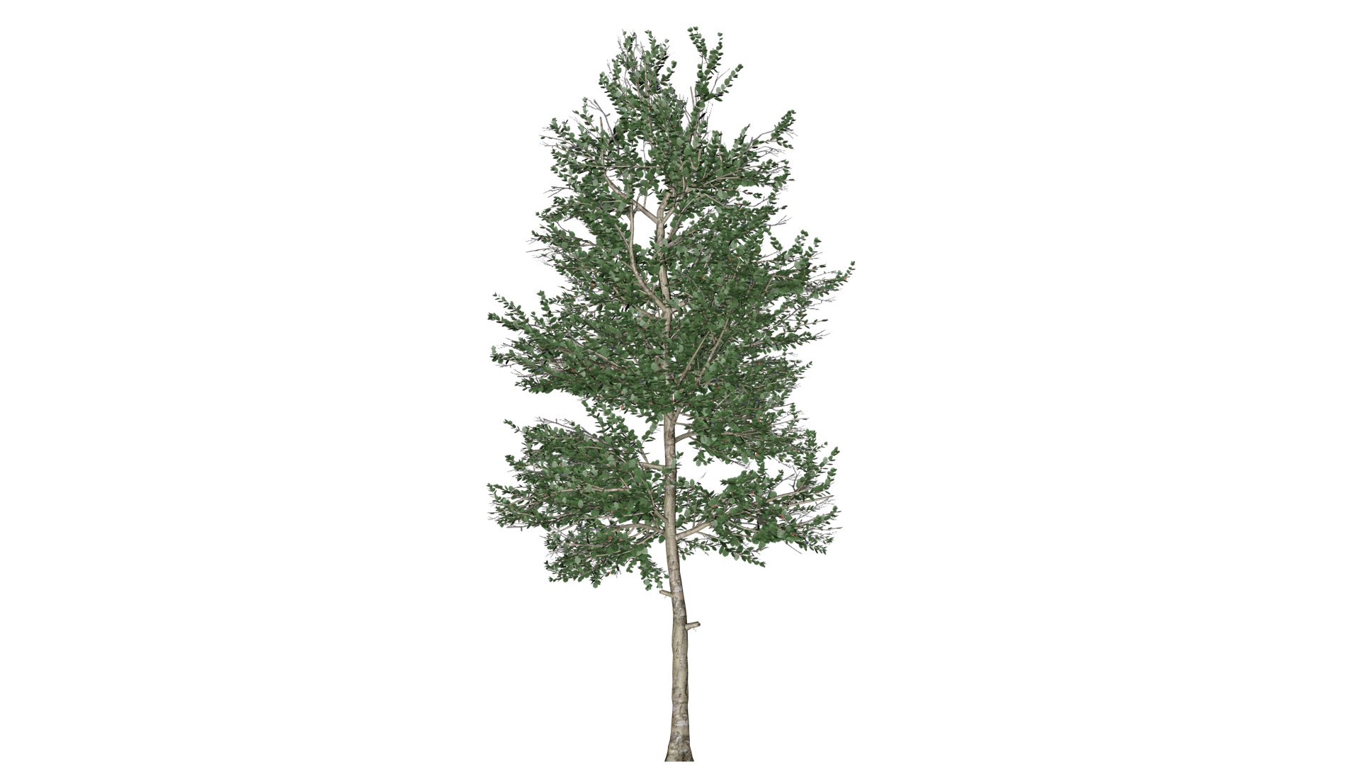 3D Carolina Buckthorn Shrub - 05 - - TurboSquid 2372642