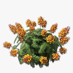 Plant Mexican Bird of Paradise