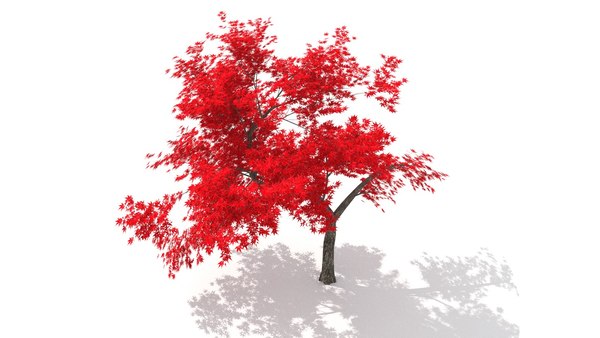 acer japonicum autumn 3d c4d