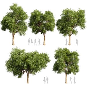 Collection Plant vol 614 - Chinese Tallow Tree Triadica sebifera 3D model