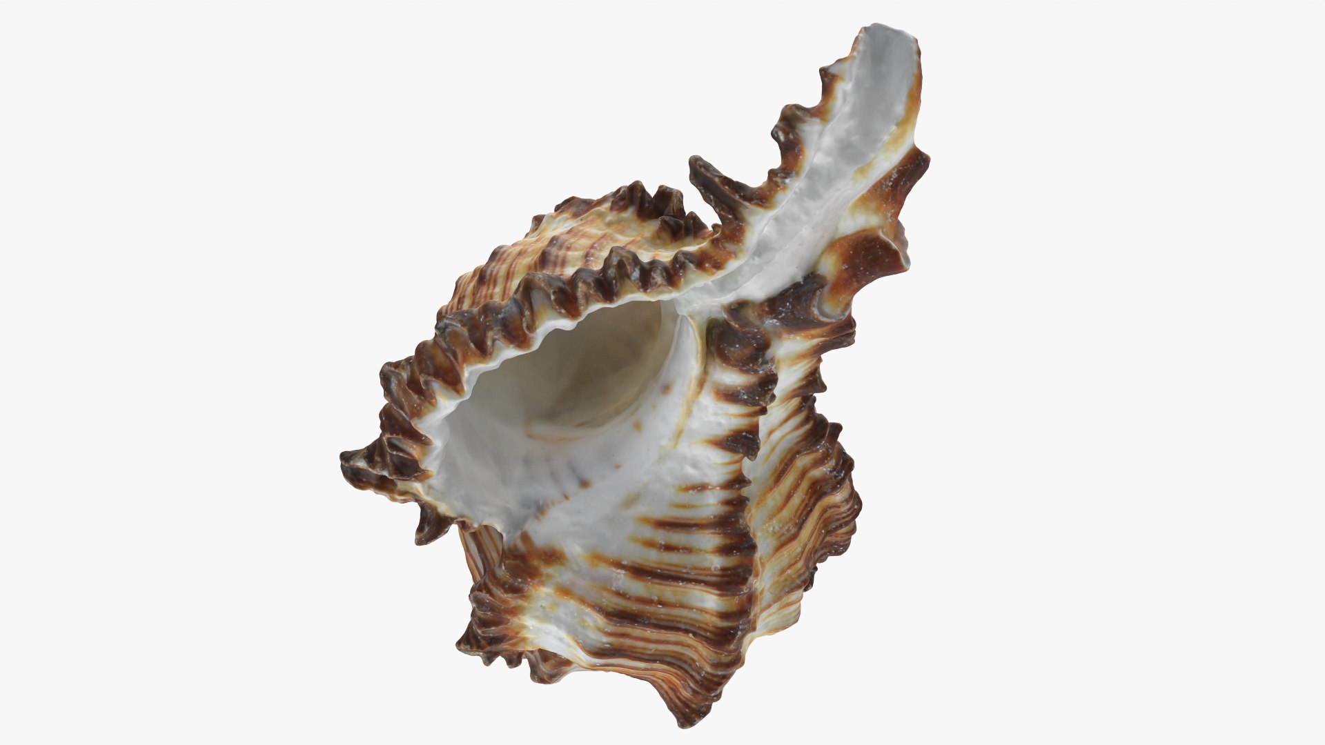 Murex Zebra Raw Scan 3D https://p.turbosquid.com/ts-thumb/ps/nSmEvr/6p/murexzebra_0003/png/1752143927/1920x1080/fit_q87/7e5e4378c007f80eee8ec4463ae8a4ceb51dc453/murexzebra_0003.jpg