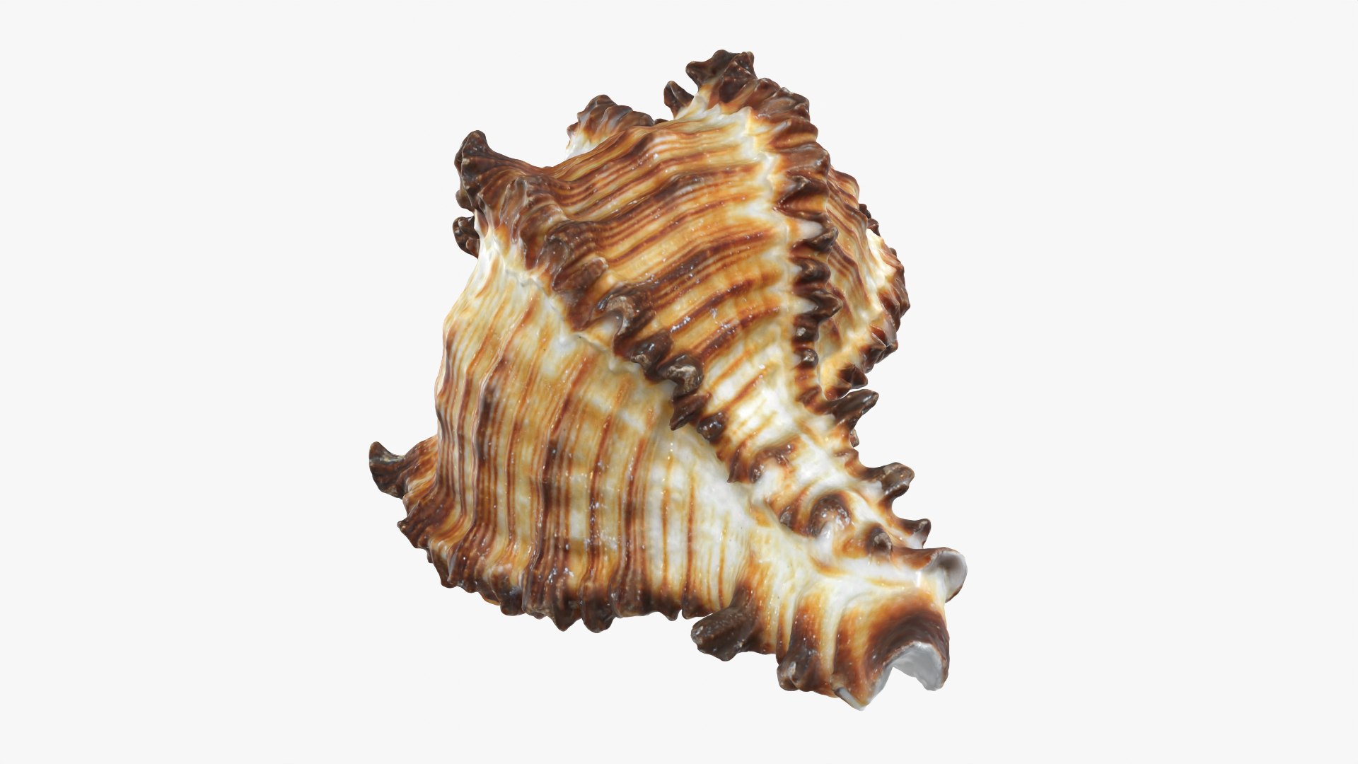 Murex Zebra Raw Scan 3D https://p.turbosquid.com/ts-thumb/ps/nSmEvr/9I/murexzebra_0011/png/1752143937/1920x1080/fit_q87/6ee021fc0659f67eccd9ff2c75d4bc1ea84624b3/murexzebra_0011.jpg