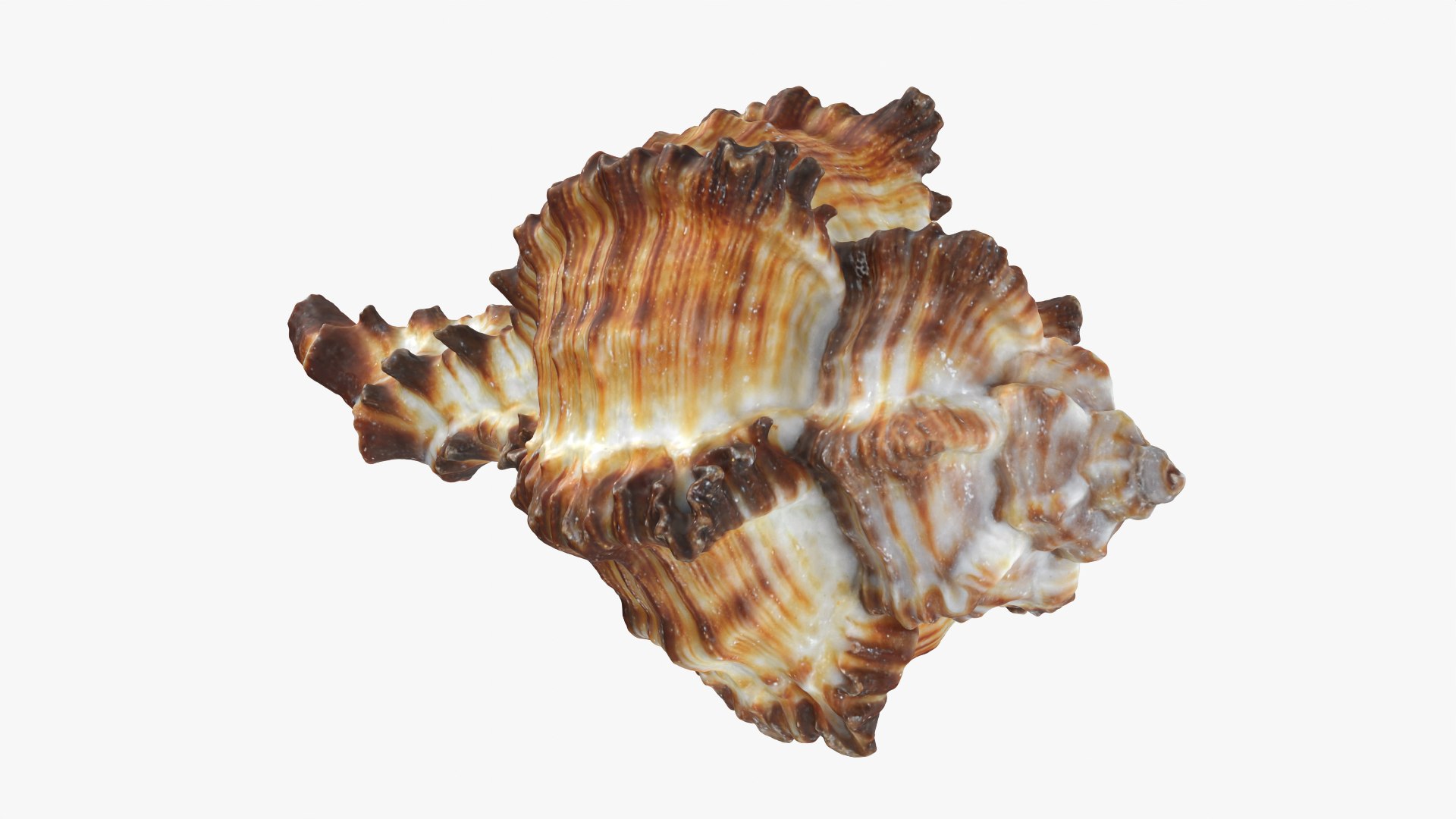 Murex Zebra Raw Scan 3D https://p.turbosquid.com/ts-thumb/ps/nSmEvr/BP/murexzebra_0008/png/1752143933/1920x1080/fit_q87/d0e0751d96aa85735a16852d11669896b82ff5ee/murexzebra_0008.jpg