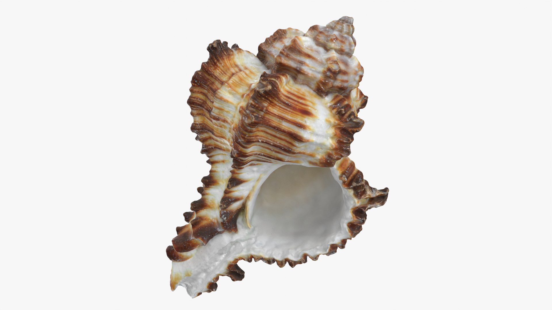 Murex Zebra Raw Scan 3D https://p.turbosquid.com/ts-thumb/ps/nSmEvr/CT/murexzebra_0007/png/1752143932/1920x1080/fit_q87/e6f36801c9c8fce2a865cda35a1f3aabea4d9471/murexzebra_0007.jpg