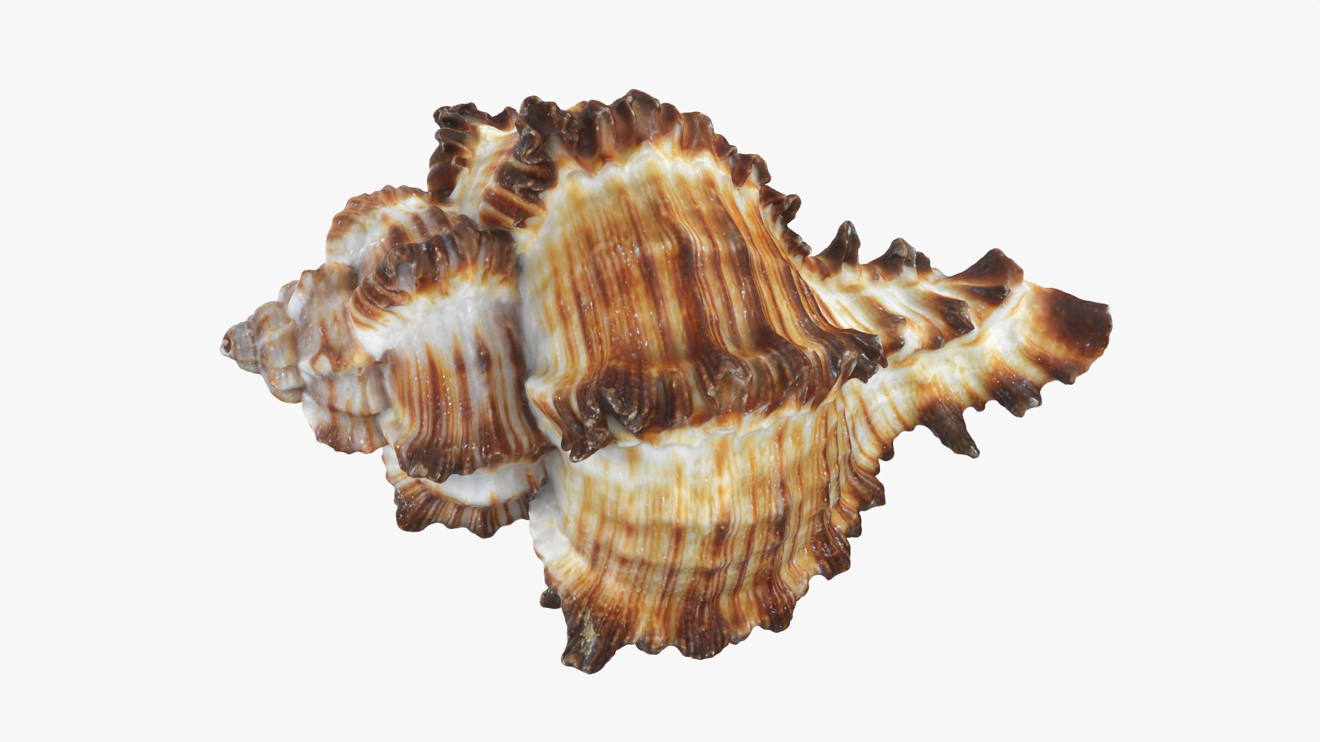 Murex Zebra Raw Scan 3D https://p.turbosquid.com/ts-thumb/ps/nSmEvr/Co/murexzebra_0005/png/1752143929/1920x1080/fit_q87/5b456985529f34d827e0527c3d6721868bc64477/murexzebra_0005.jpg