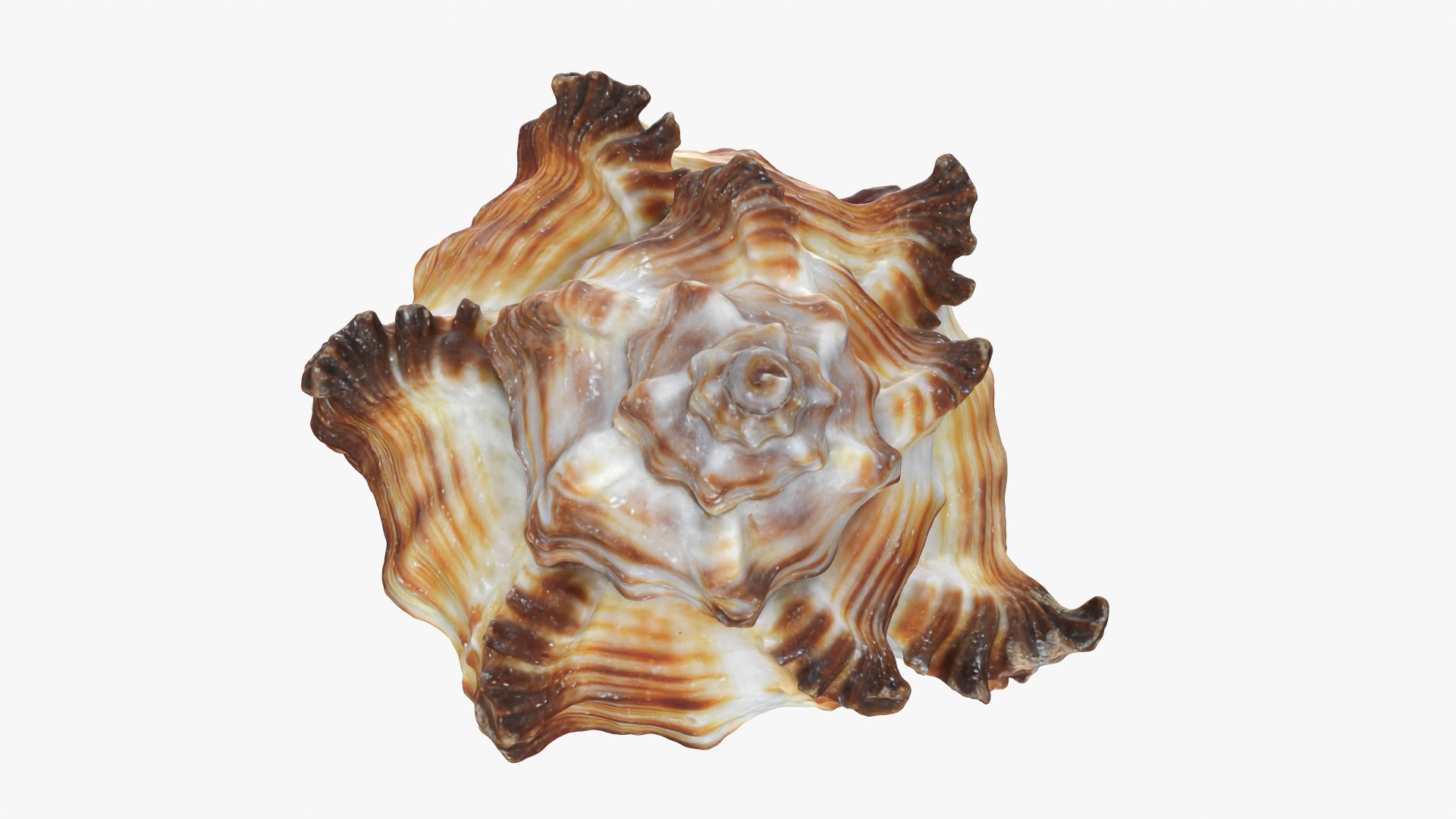 Murex Zebra Raw Scan 3D https://p.turbosquid.com/ts-thumb/ps/nSmEvr/VR/murexzebra_0004/png/1752143928/1920x1080/fit_q87/92237cb89606f8a17f43c695b30ef2c854cdab13/murexzebra_0004.jpg